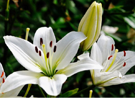 百合花适合送给新人