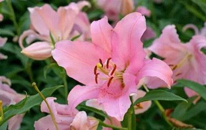 送同学百合花